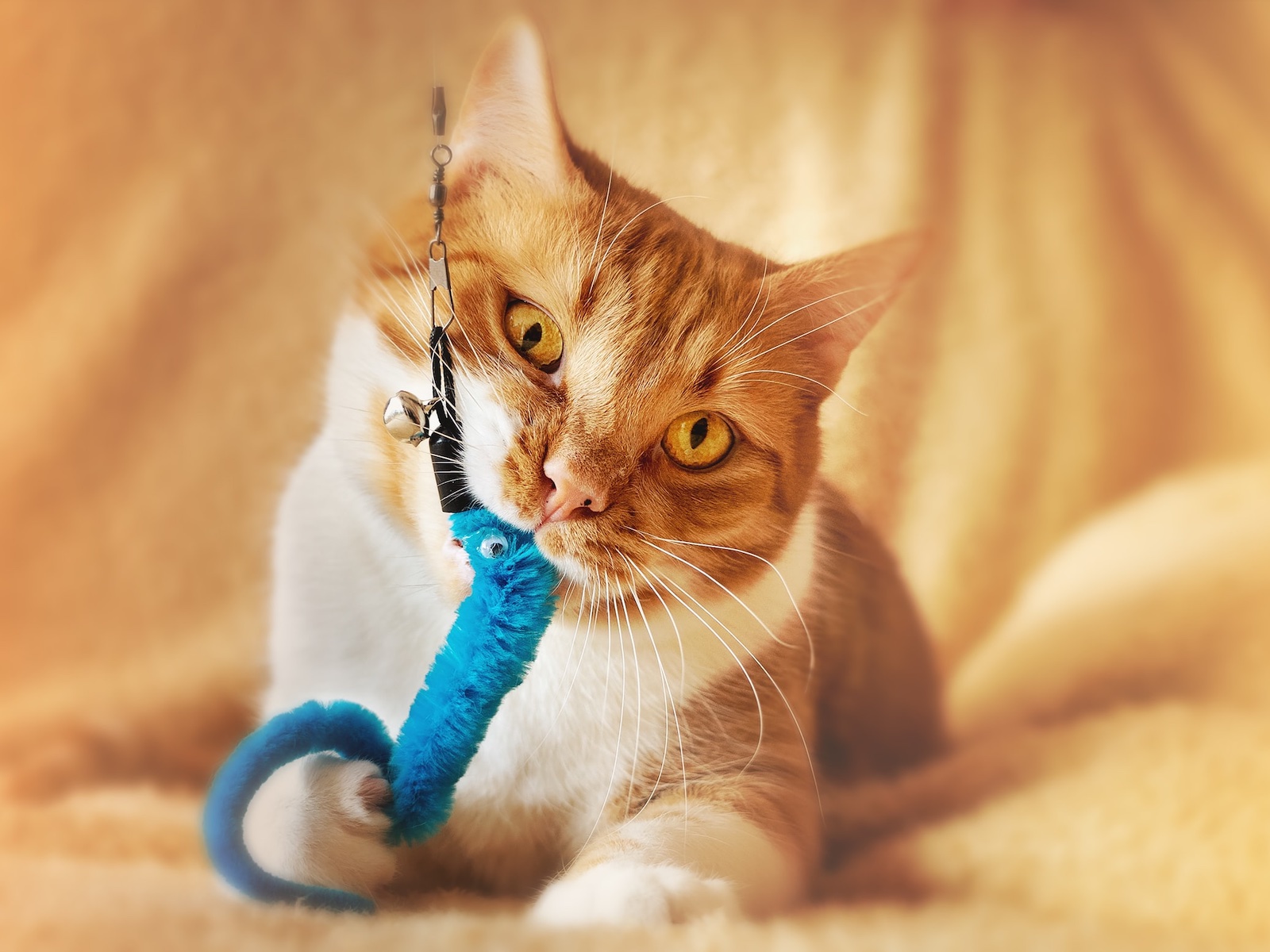 orange cat playing with toy