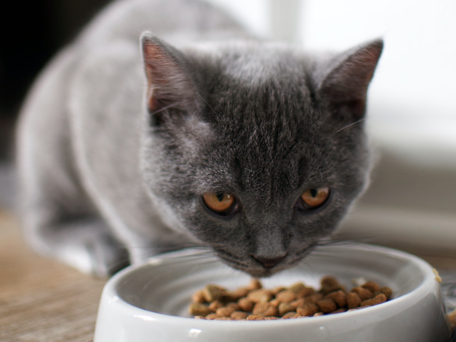 cat eating dry kibble