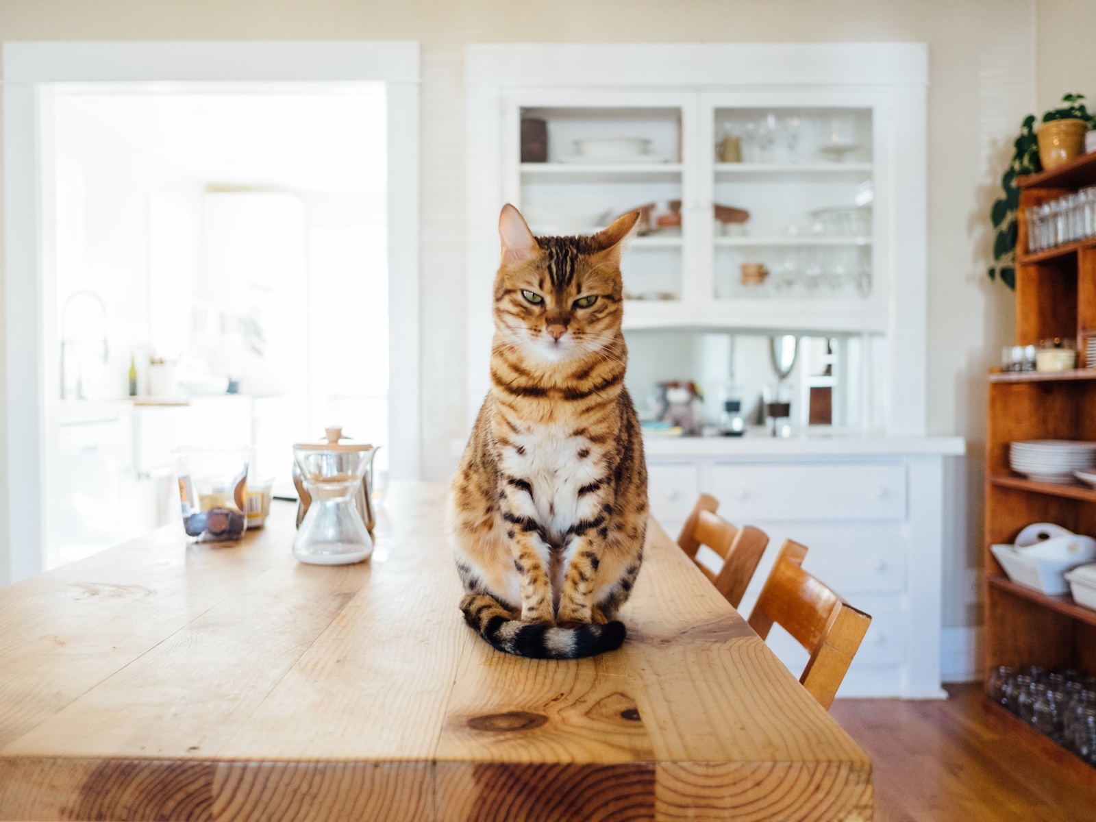 grumpy cat sitting on table