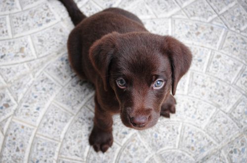 chocolate lab puppy