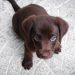 chocolate lab puppy