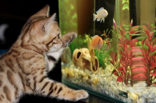 kitten with acquarium