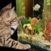 kitten with acquarium