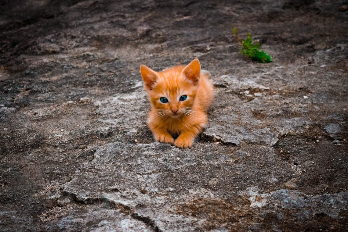 orange kitten