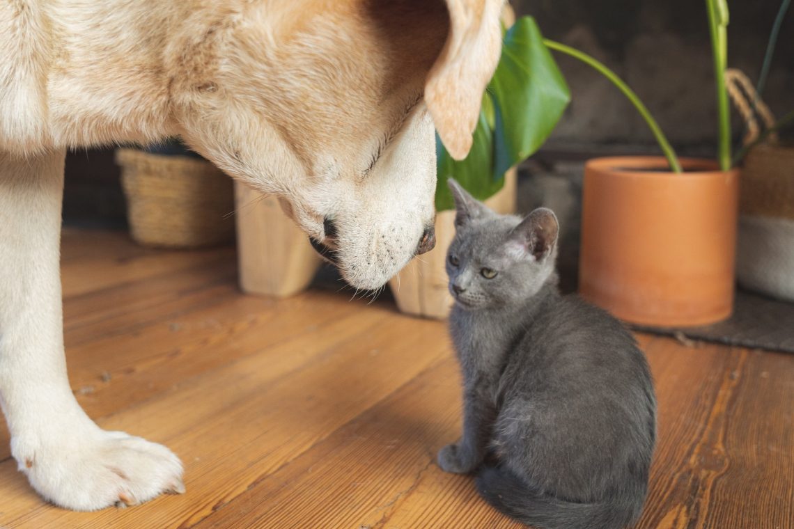 lab with kitten