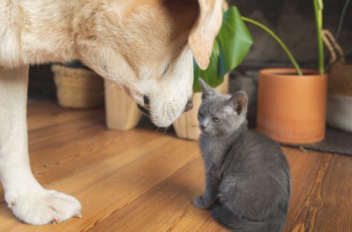 lab with kitten