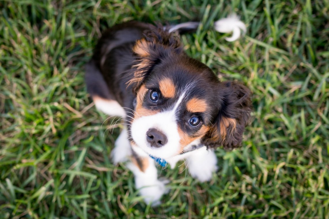 Cavalier Spaniel puppy