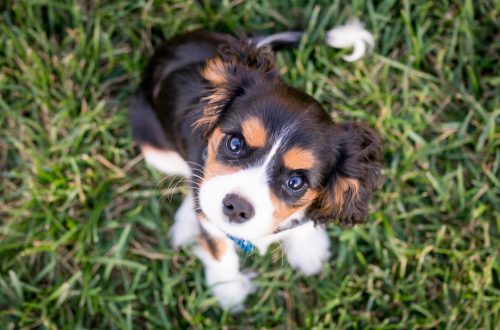 Cavalier Spaniel puppy