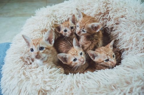 litter of kittens