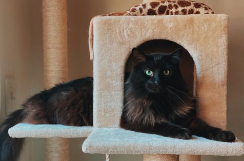 cat in cat tree