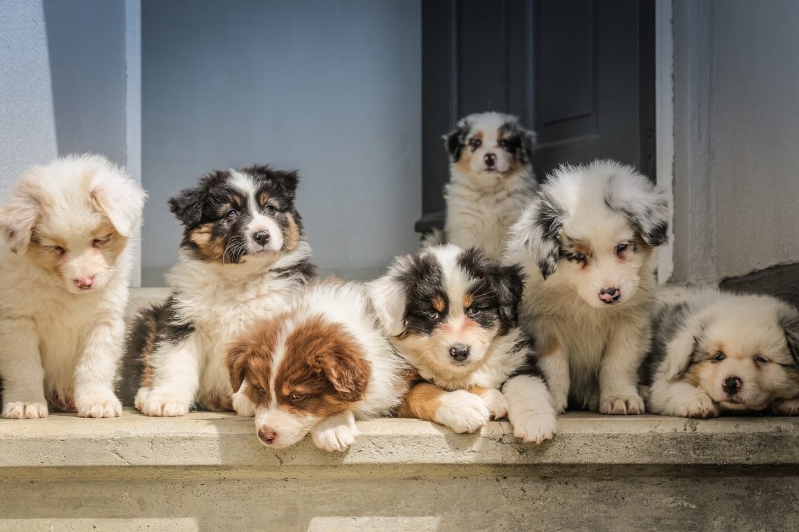 litter of puppies