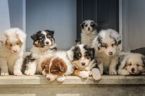 litter of puppies