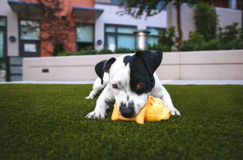 chewing puppy