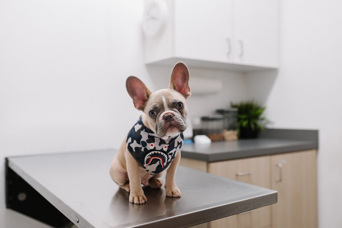 puppy on exam table