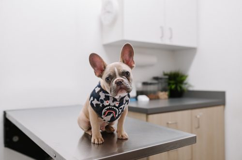 puppy on exam table