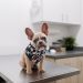 puppy on exam table