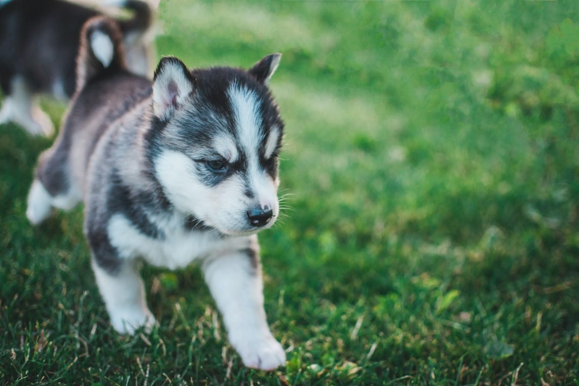 puppy on grass