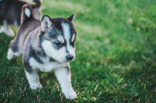 puppy on grass