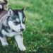 puppy on grass