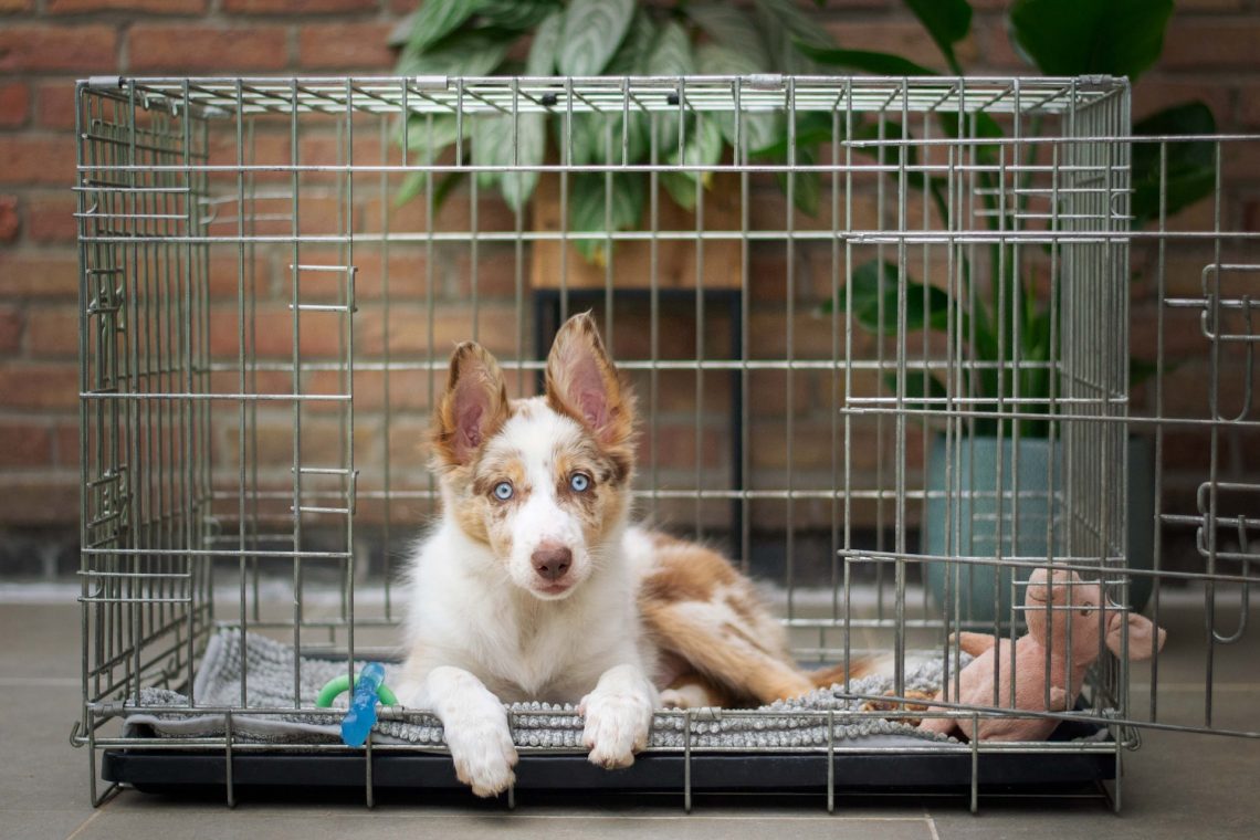 puppy in a crate