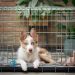 puppy in a crate