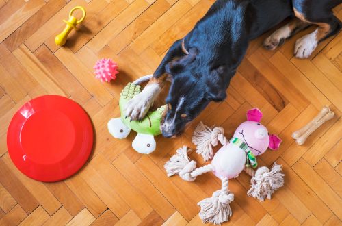 pup with toys